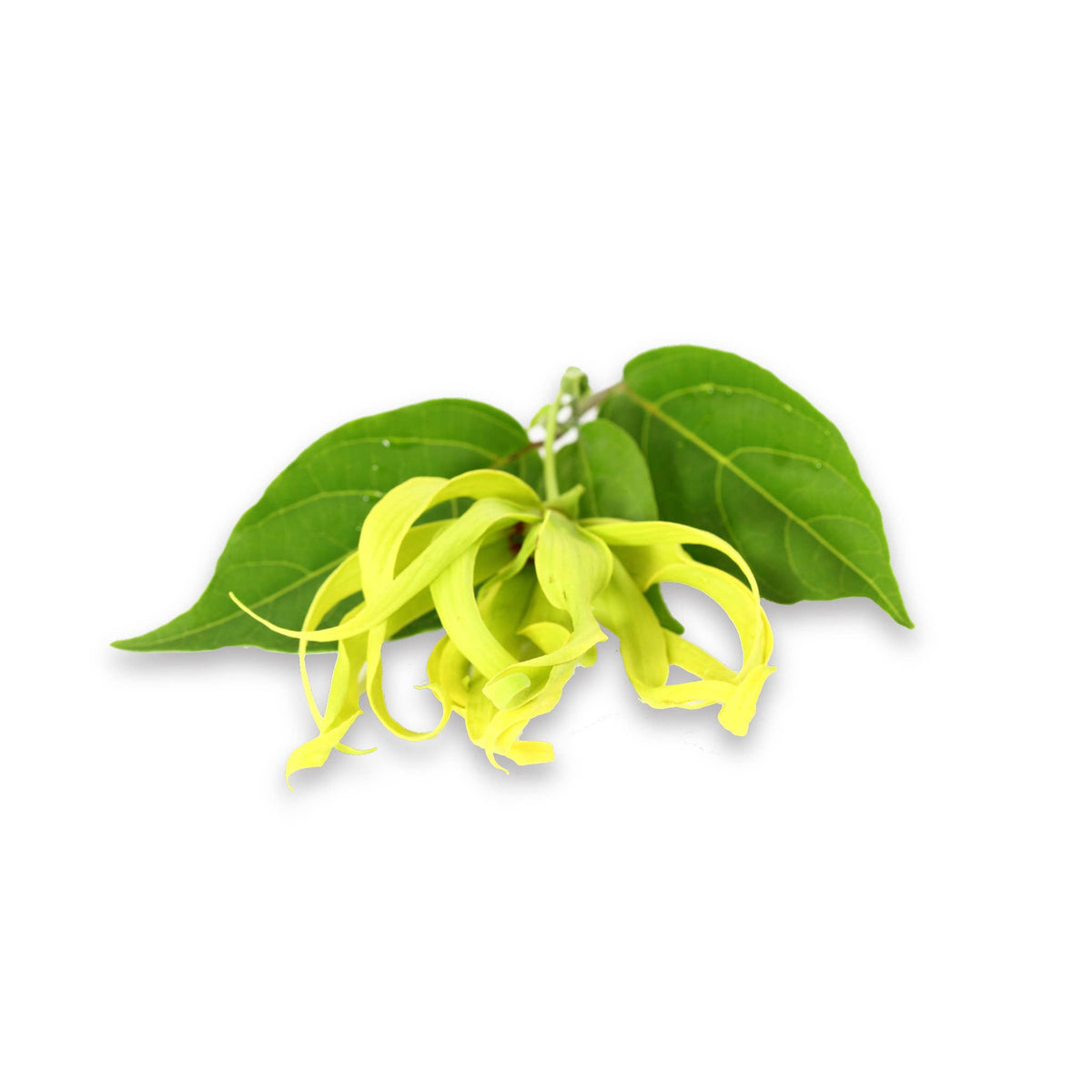 Ylang Ylang 100% Pure Essential Oil Solid Perfume